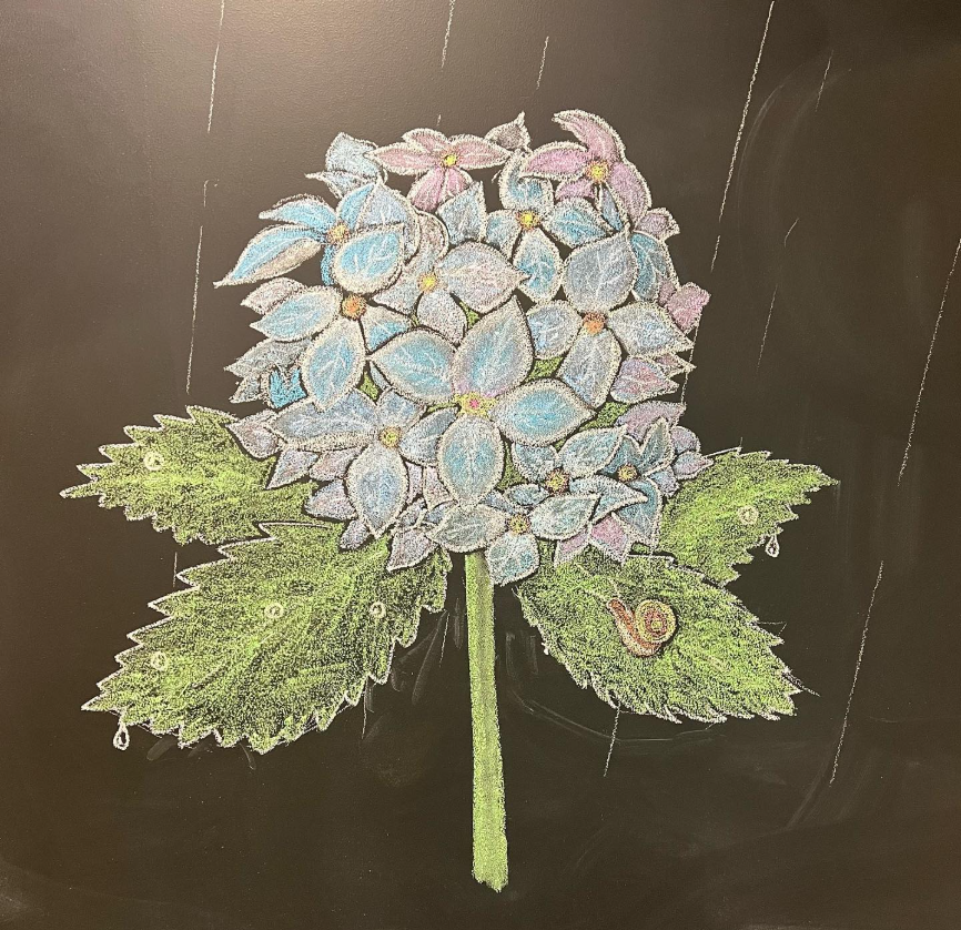 紫陽花の季節